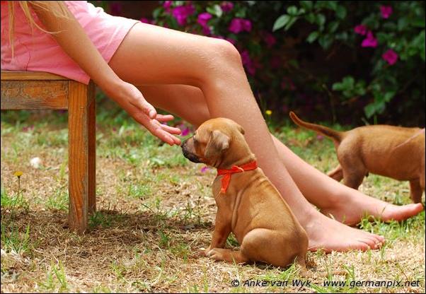 I-litter - 28 days old