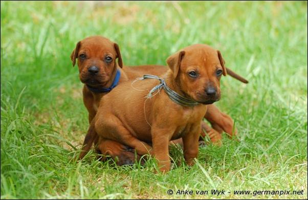 I-litter - 28 days old