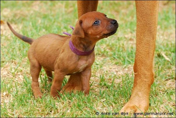 I-litter - 28 days old