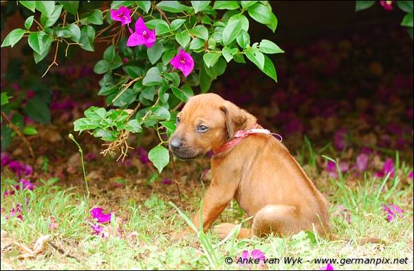 I-litter - 28 days old