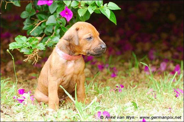 I-litter - 28 days old