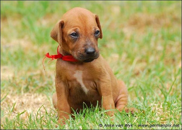 I-litter - 28 days old