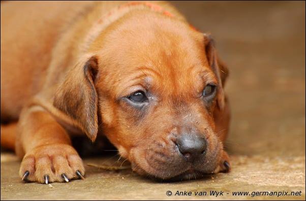 I-litter - 28 days old