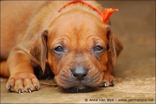 I-litter - 28 days old