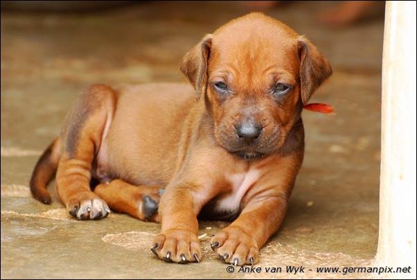 I-litter - 28 days old