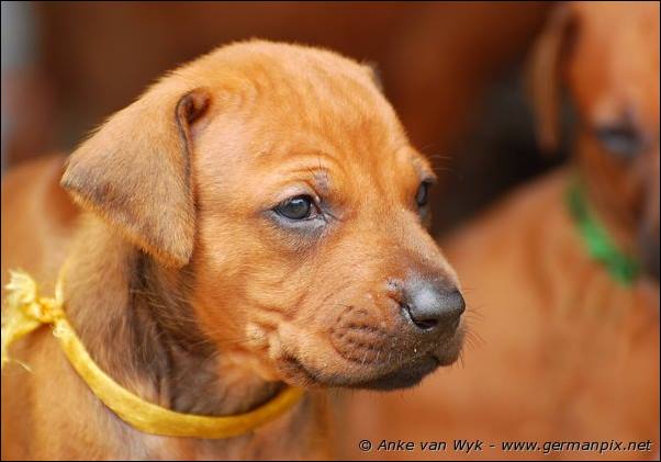 I-litter - 28 days old