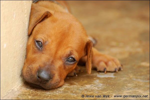 I-litter - 28 days old