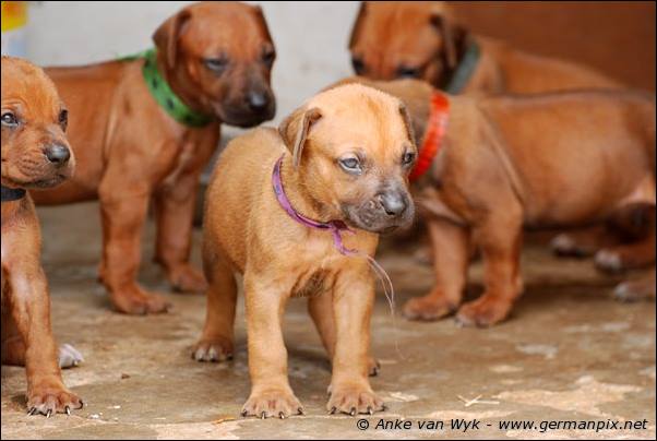 I-litter - 28 days old