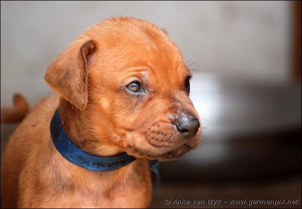 I-litter - 28 days old