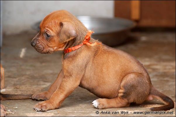 I-litter - 28 days old