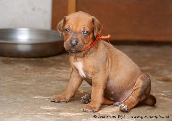 I-litter - 28 days old