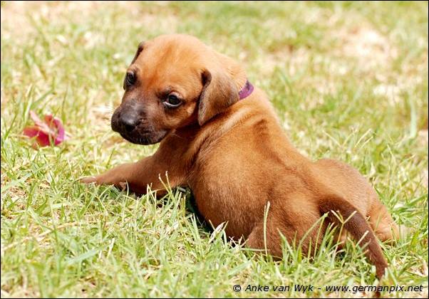 I-litter - 28 days old