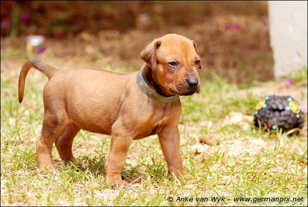 I-litter - 28 days old