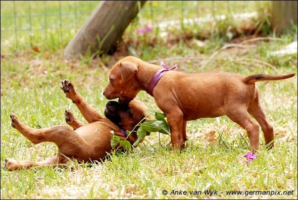 I-litter - 28 days old