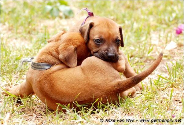 I-litter - 28 days old