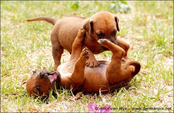 I-litter - 28 days old