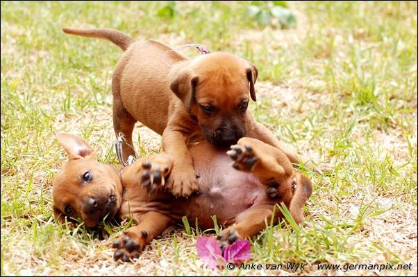 I-litter - 28 days old