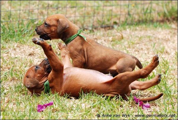 I-litter - 28 days old