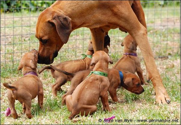 I-litter - 28 days old