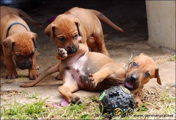 I-litter - 28 days old