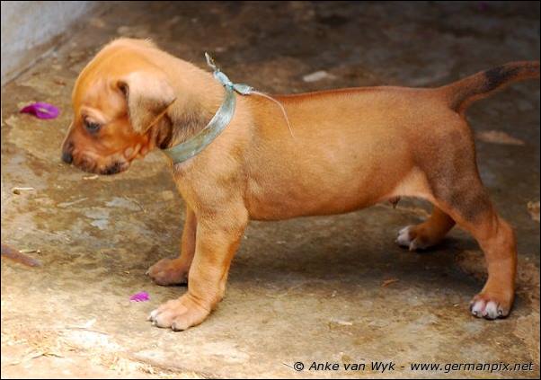 I-litter - 28 days old