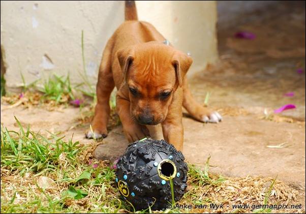 I-litter - 28 days old