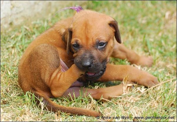 I-litter - 28 days old