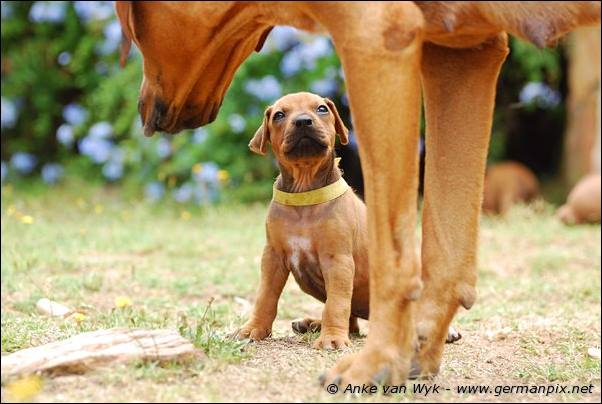 I-litter - 32 days old