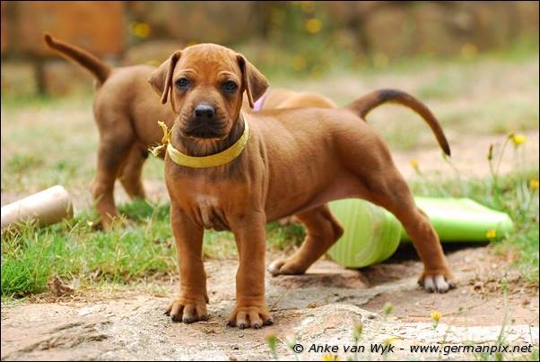 I-litter - 32 days old