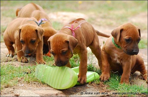 I-litter - 32 days old