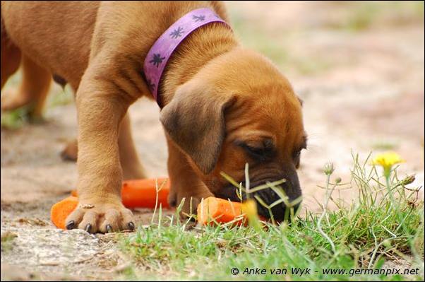 I-litter - 32 days old