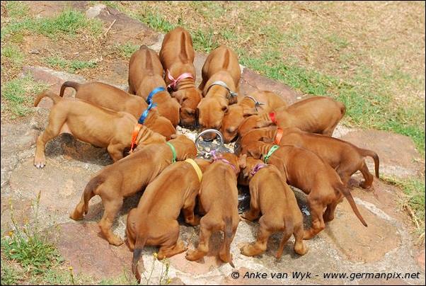 I-litter - 32 days old