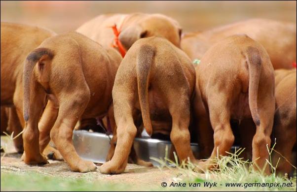 I-litter - 32 days old