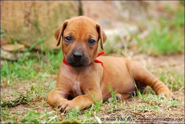 I-litter - 32 days old