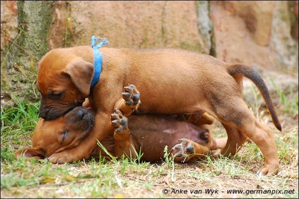 I-litter - 32 days old