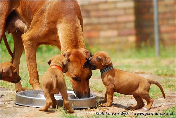 I-litter - 32 days old
