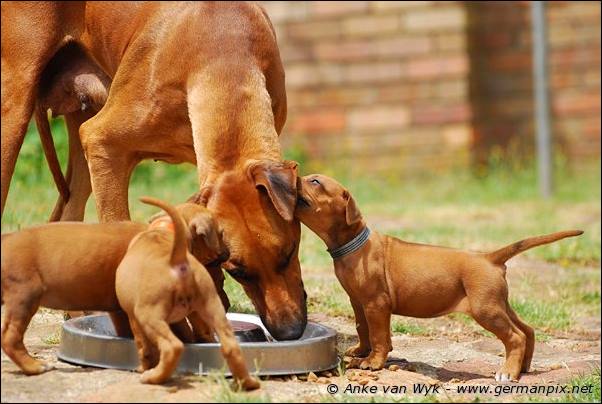 I-litter - 32 days old