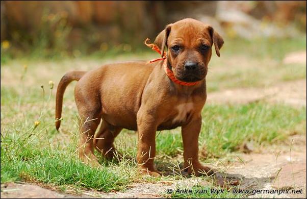 I-litter - 32 days old