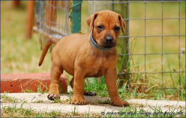 I-litter - 32 days old