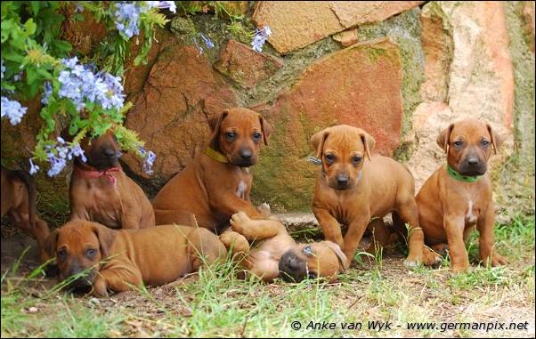 I-litter - 32 days old