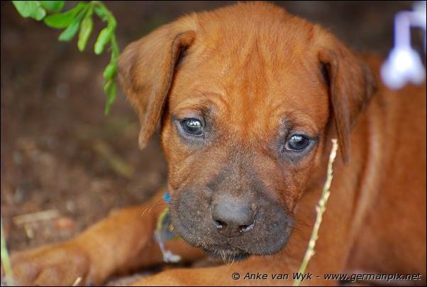 I-litter - 32 days old