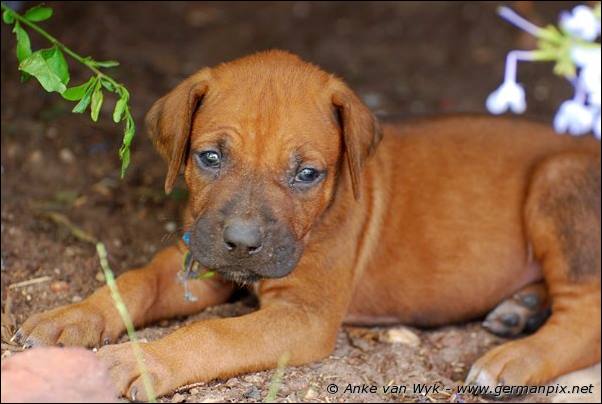 I-litter - 32 days old