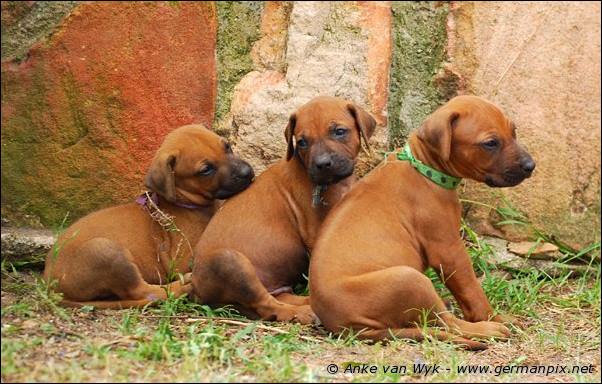 I-litter - 32 days old