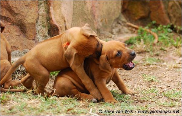 I-litter - 32 days old