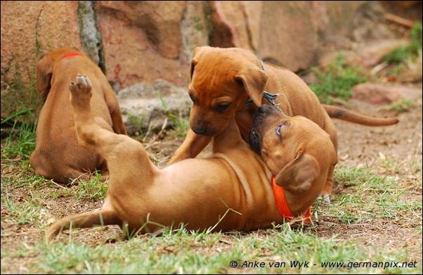 I-litter - 32 days old