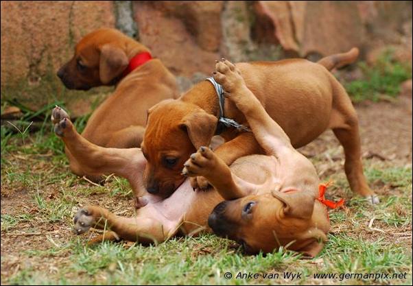 I-litter - 32 days old