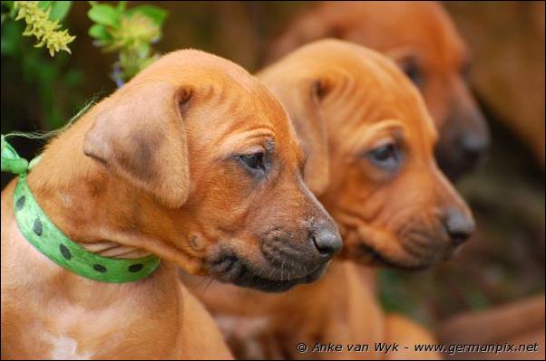 I-litter - 32 days old