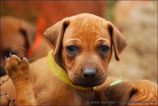 I-litter - 32 days old