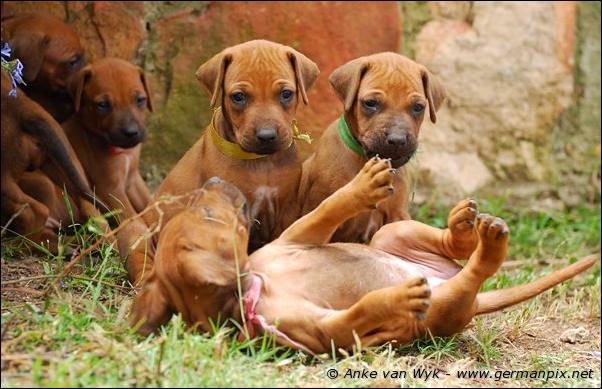 I-litter - 32 days old