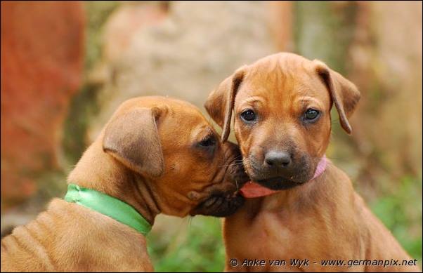 I-litter - 32 days old